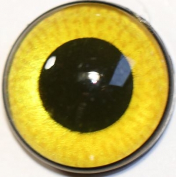 1 Paar Sicherheitsaugen mittelgroße runde Pupillen goldgelb schimmernd verschiedenfarbige Iris