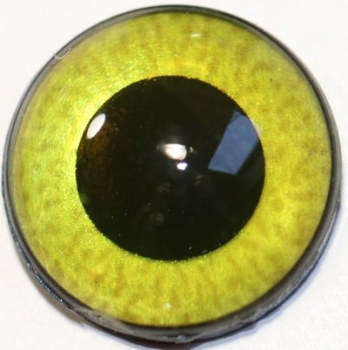 1 Paar Sicherheitsaugen mittelgroße runde Pupillen goldgrün schimmernd verschiedenfarbige Iris