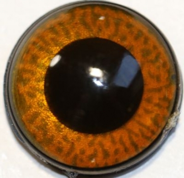 1 Paar Sicherheitsaugen mittelgroße runde Pupillen kupferbraun schimmernd verschiedenfarbige Iris